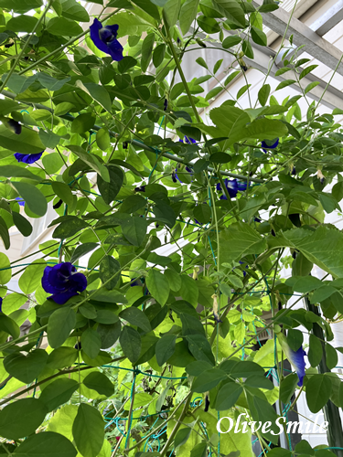 バタフライピー バタフライピー