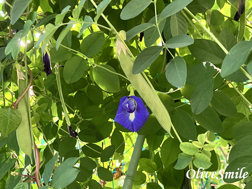 バタフライピー バタフライピー